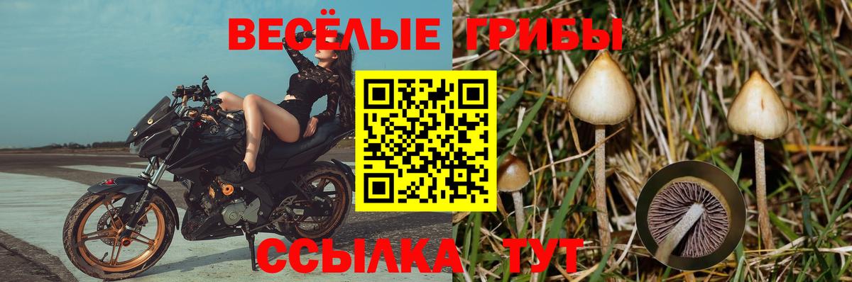 Галлюциногенные грибы Cubensis Черногорск